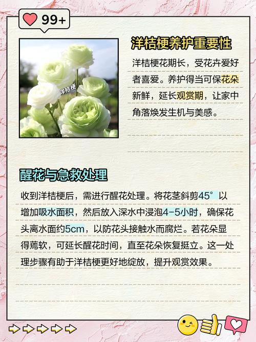 洋桔梗春天怎么养,洋桔梗咋养-第3张图片-优品飞百科 洋桔梗春天怎么养,洋桔梗咋养-第3张图片-优品飞百科