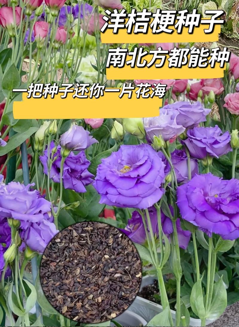 洋桔梗春天怎么养,洋桔梗咋养-第5张图片-优品飞百科 洋桔梗春天怎么养,洋桔梗咋养-第5张图片-优品飞百科