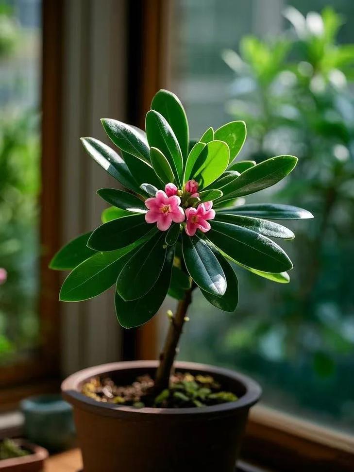 瑞香花怎么繁殖？瑞香花怎么繁殖方法？