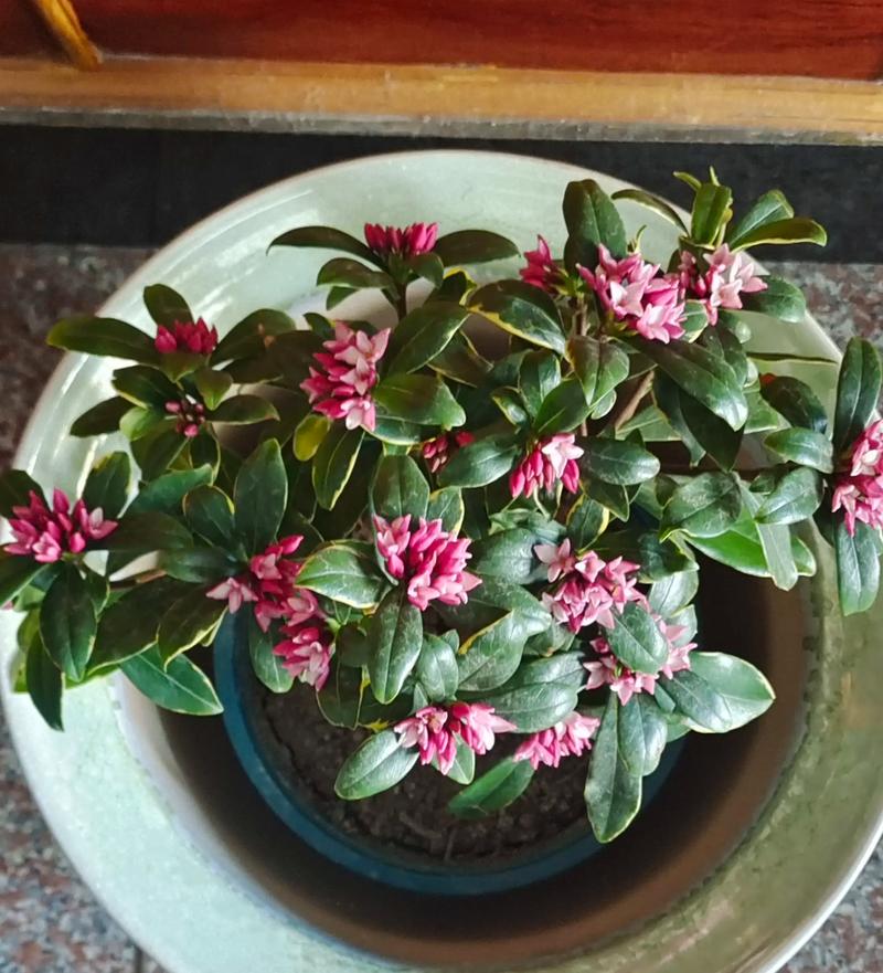 瑞香花怎么繁殖?瑞香花怎么繁殖方法?-第2张图片-优品飞百科 瑞香花怎么繁殖?瑞香花怎么繁殖方法?-第2张图片-优品飞百科