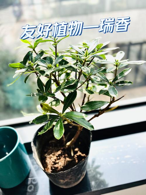 瑞香花怎么繁殖?瑞香花怎么繁殖方法?-第3张图片-优品飞百科 瑞香花怎么繁殖?瑞香花怎么繁殖方法?-第3张图片-优品飞百科