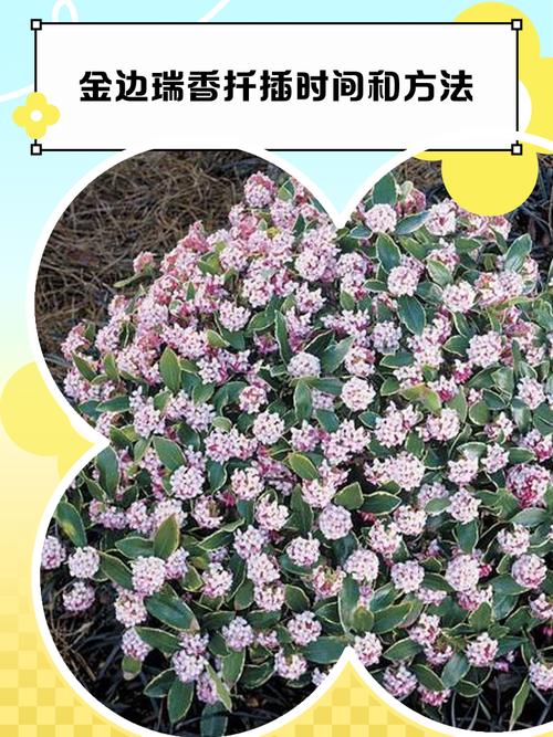 瑞香花怎么繁殖?瑞香花怎么繁殖方法?-第4张图片-优品飞百科 瑞香花怎么繁殖?瑞香花怎么繁殖方法?-第4张图片-优品飞百科