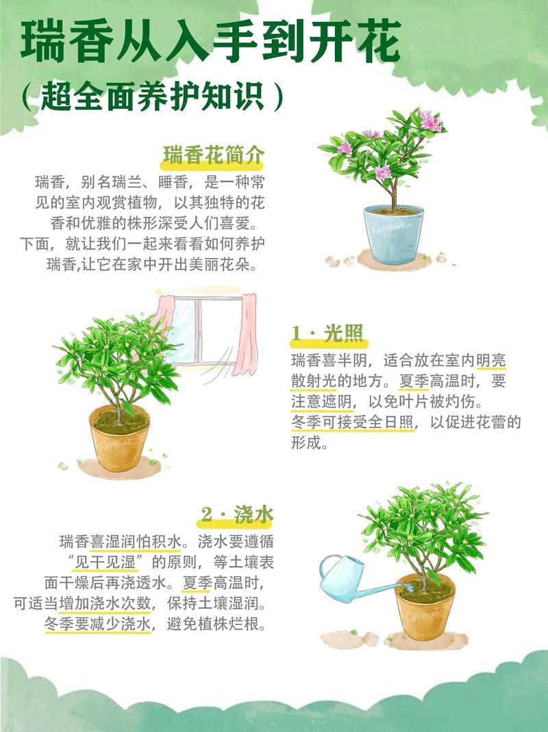 瑞香花怎么繁殖?瑞香花怎么繁殖方法?-第5张图片-优品飞百科 瑞香花怎么繁殖?瑞香花怎么繁殖方法?-第5张图片-优品飞百科