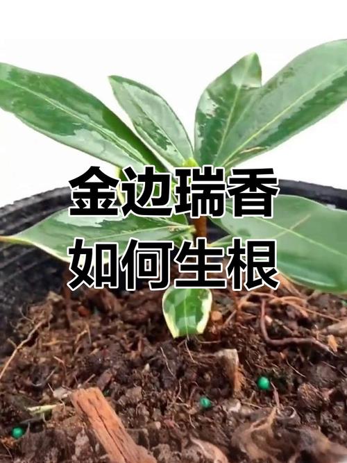 瑞香花怎么繁殖?瑞香花怎么繁殖方法?-第6张图片-优品飞百科 瑞香花怎么繁殖?瑞香花怎么繁殖方法?-第6张图片-优品飞百科