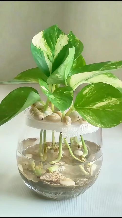 室内绿萝浇什么水？绿萝该浇什么水？-第2张图片-优品飞百科