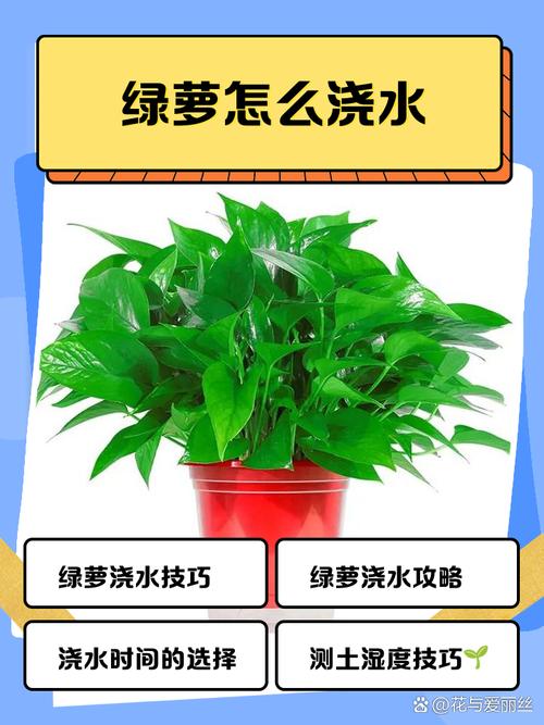 室内绿萝浇什么水？绿萝该浇什么水？-第5张图片-优品飞百科