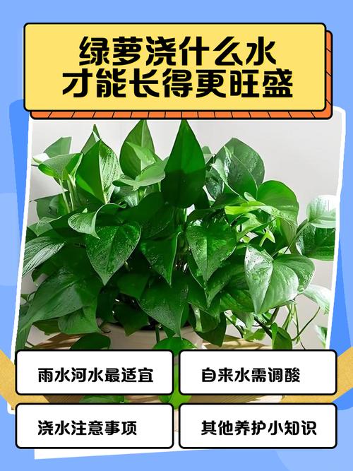 室内绿萝浇什么水？绿萝该浇什么水？-第6张图片-优品飞百科