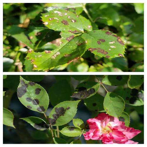 玫瑰花叶子上有白色的东西怎么办，长白色的毛是怎么回事，玫瑰花叶子有白点是什么原因？-第2张图片-优品飞百科