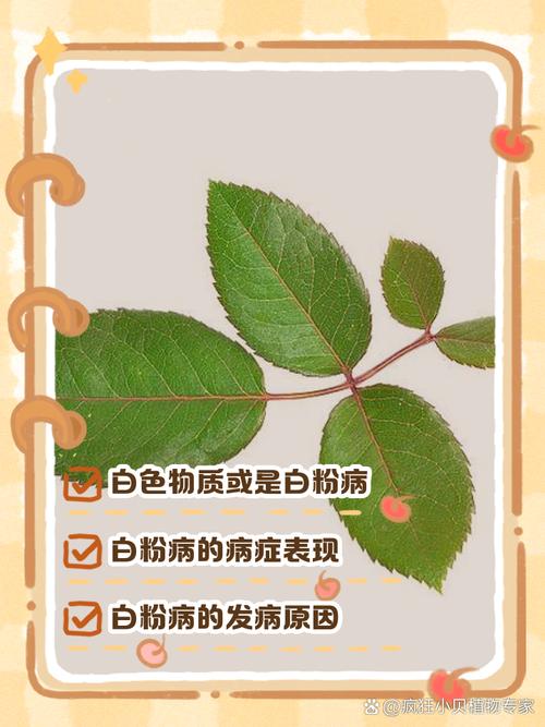玫瑰花叶子上有白色的东西怎么办，长白色的毛是怎么回事，玫瑰花叶子有白点是什么原因？-第3张图片-优品飞百科