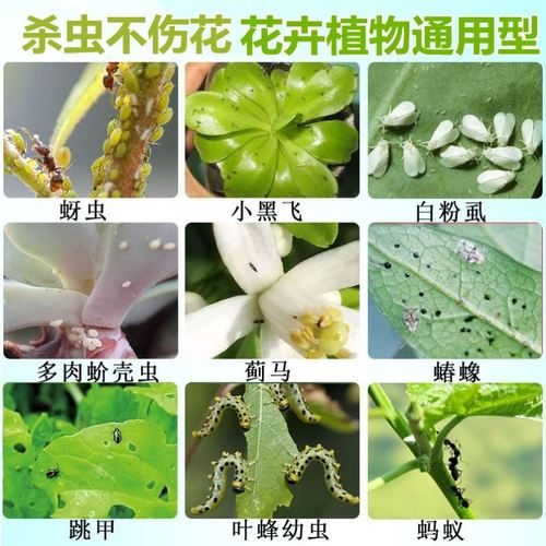 玫瑰花叶子上有白色的东西怎么办，长白色的毛是怎么回事，玫瑰花叶子有白点是什么原因？-第4张图片-优品飞百科
