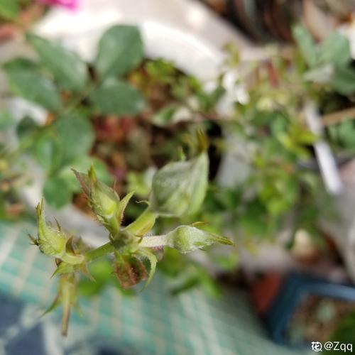 玫瑰花叶子上有白色的东西怎么办，长白色的毛是怎么回事，玫瑰花叶子有白点是什么原因？-第6张图片-优品飞百科