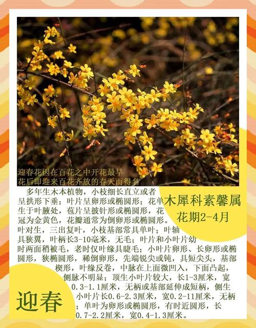 迎春花怎么繁殖？迎春花怎么繁殖视频？