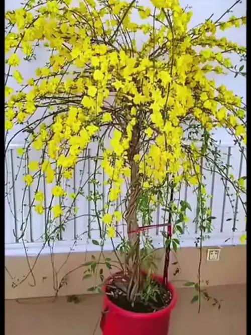 迎春花怎么繁殖？迎春花怎么繁殖视频？-第2张图片-优品飞百科