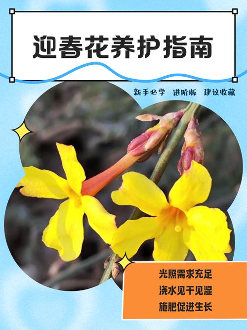 迎春花怎么繁殖？迎春花怎么繁殖视频？-第3张图片-优品飞百科