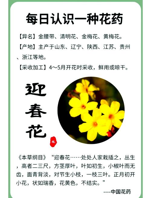 迎春花怎么繁殖？迎春花怎么繁殖视频？-第4张图片-优品飞百科