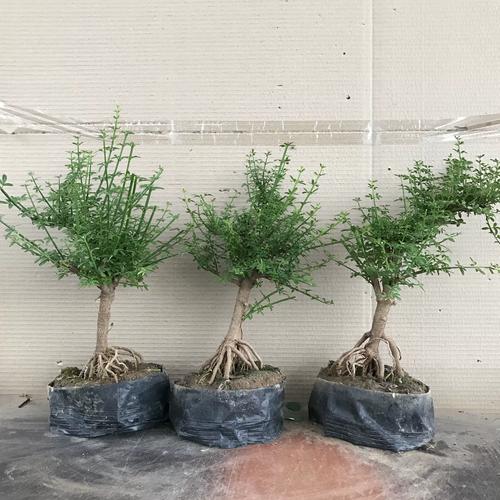 迎春花怎么繁殖？迎春花怎么繁殖视频？-第5张图片-优品飞百科