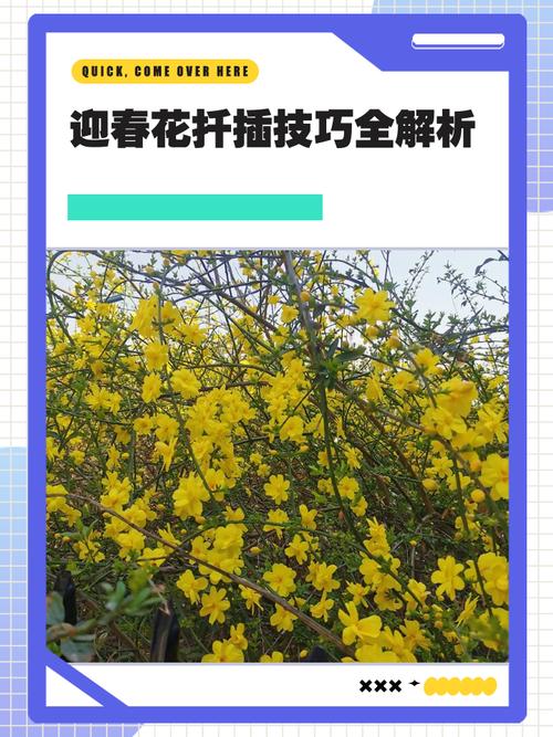 迎春花怎么繁殖？迎春花怎么繁殖视频？-第6张图片-优品飞百科