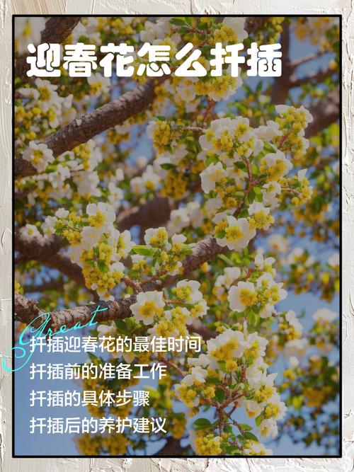 迎春花怎么繁殖？迎春花怎么繁殖视频？-第7张图片-优品飞百科