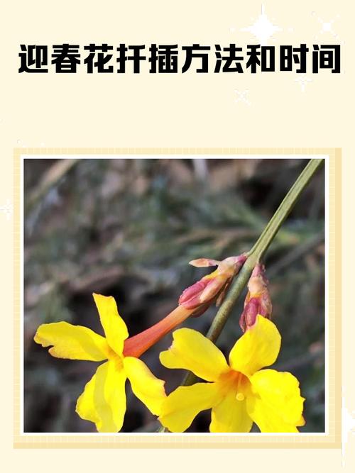 迎春花怎么繁殖？迎春花怎么繁殖视频？-第8张图片-优品飞百科