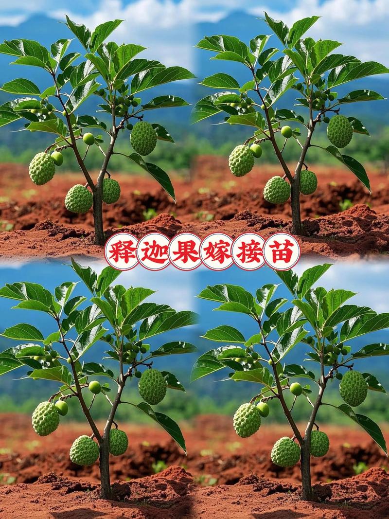 番荔枝和释迦的区别？番荔枝释迦果长得不一样？-第2张图片-优品飞百科
