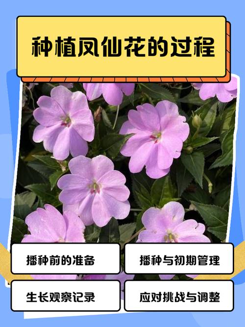 凤仙花冬天能种吗，凤仙花冬季养殖方法？