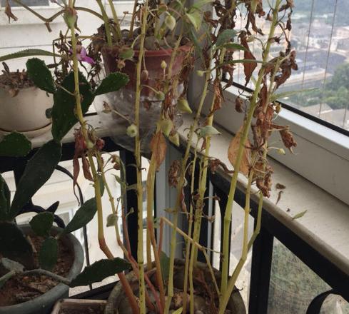 凤仙花冬天能种吗，凤仙花冬季养殖方法？-第2张图片-优品飞百科
