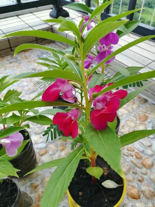 凤仙花冬天能种吗，凤仙花冬季养殖方法？-第3张图片-优品飞百科