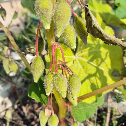 凤仙花冬天能种吗，凤仙花冬季养殖方法？-第4张图片-优品飞百科