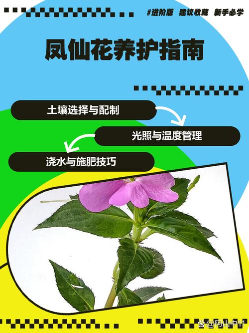 凤仙花冬天能种吗，凤仙花冬季养殖方法？-第5张图片-优品飞百科