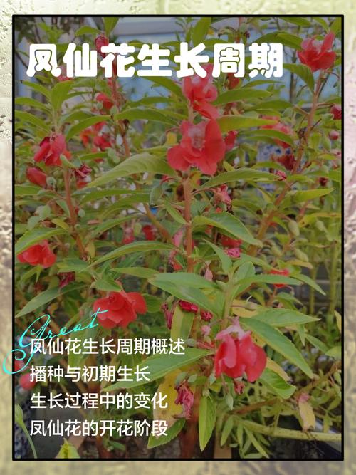 凤仙花冬天能种吗，凤仙花冬季养殖方法？-第6张图片-优品飞百科