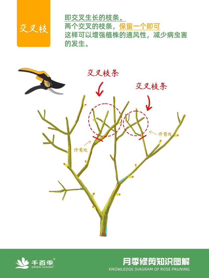 月季怎么修剪，月季怎么修剪才能长出来多头-第2张图片-优品飞百科