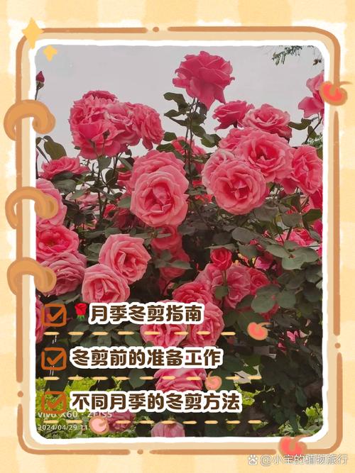 月季怎么修剪，月季怎么修剪才能长出来多头-第3张图片-优品飞百科