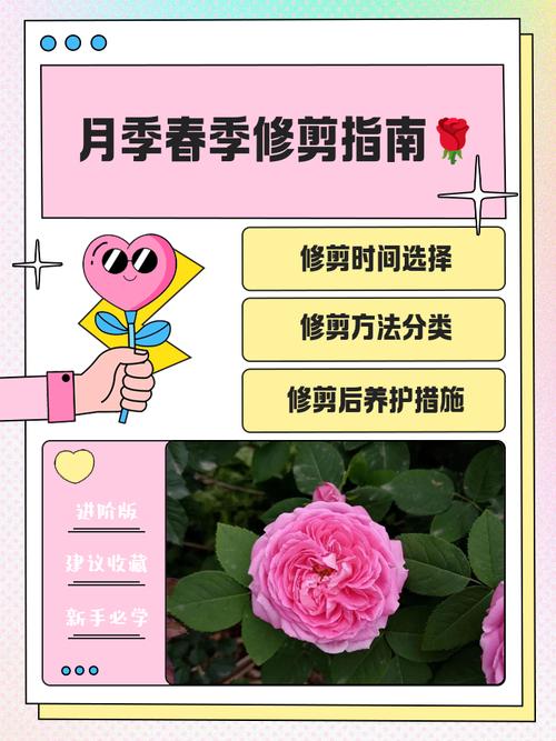 月季怎么修剪，月季怎么修剪才能长出来多头-第6张图片-优品飞百科