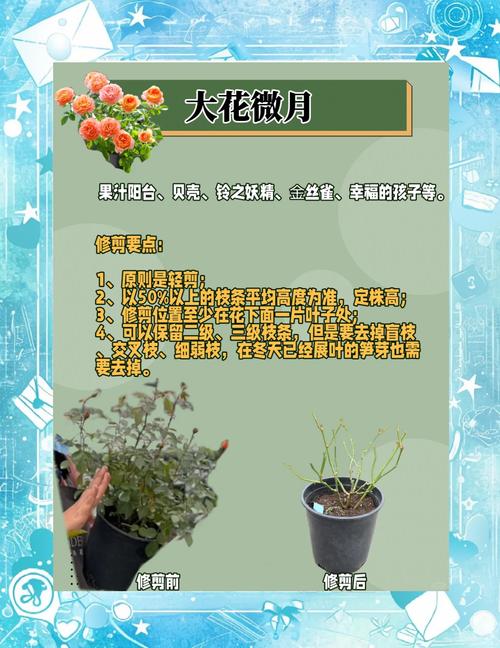 月季怎么修剪，月季怎么修剪才能长出来多头-第7张图片-优品飞百科