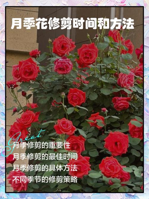 月季怎么修剪，月季怎么修剪才能长出来多头-第8张图片-优品飞百科
