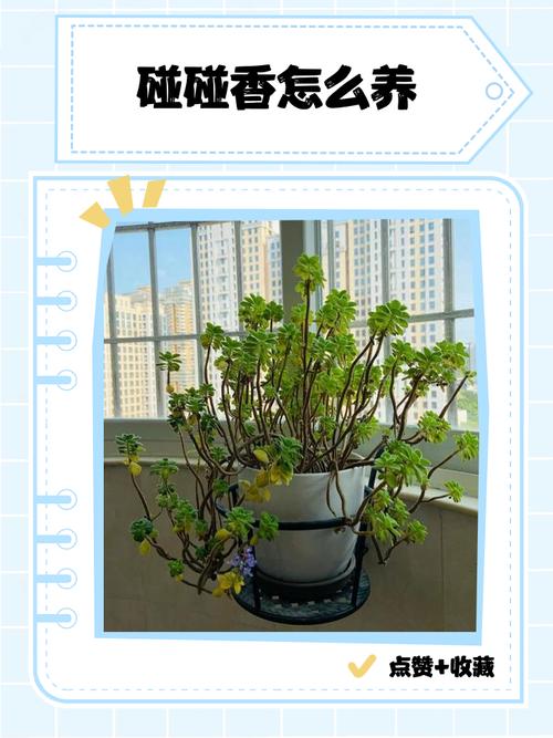 碰碰香怎么养，碰碰香怎么养殖比较好方法？-第3张图片-优品飞百科