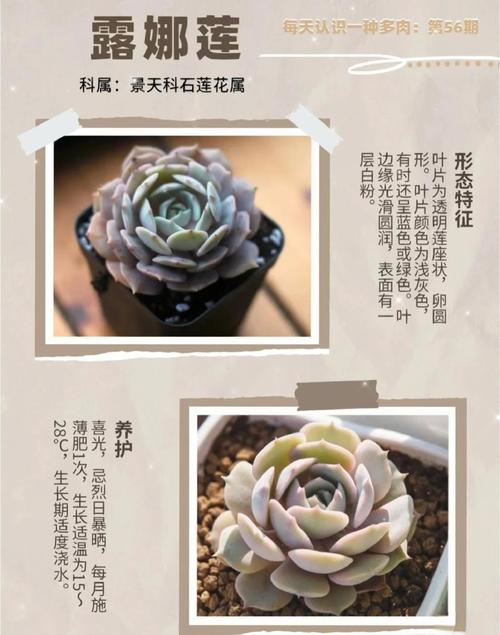 露娜莲怎么繁殖？露娜莲怎么繁殖后代的？-第2张图片-优品飞百科