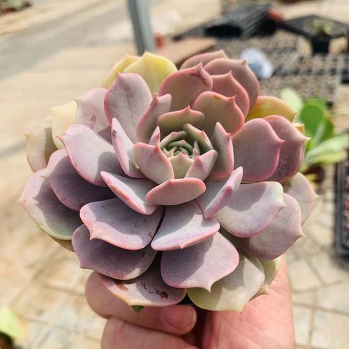 露娜莲怎么繁殖？露娜莲怎么繁殖后代的？-第5张图片-优品飞百科
