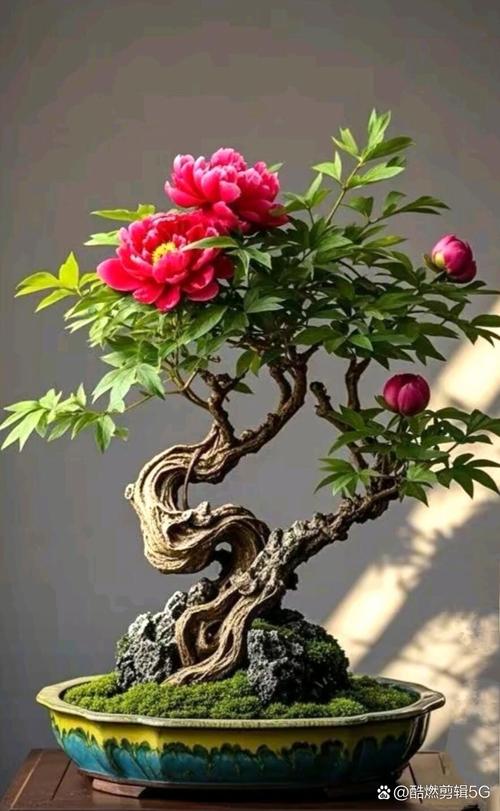 牡丹花可以盆栽吗，牡丹花苗什么时候栽最合适？