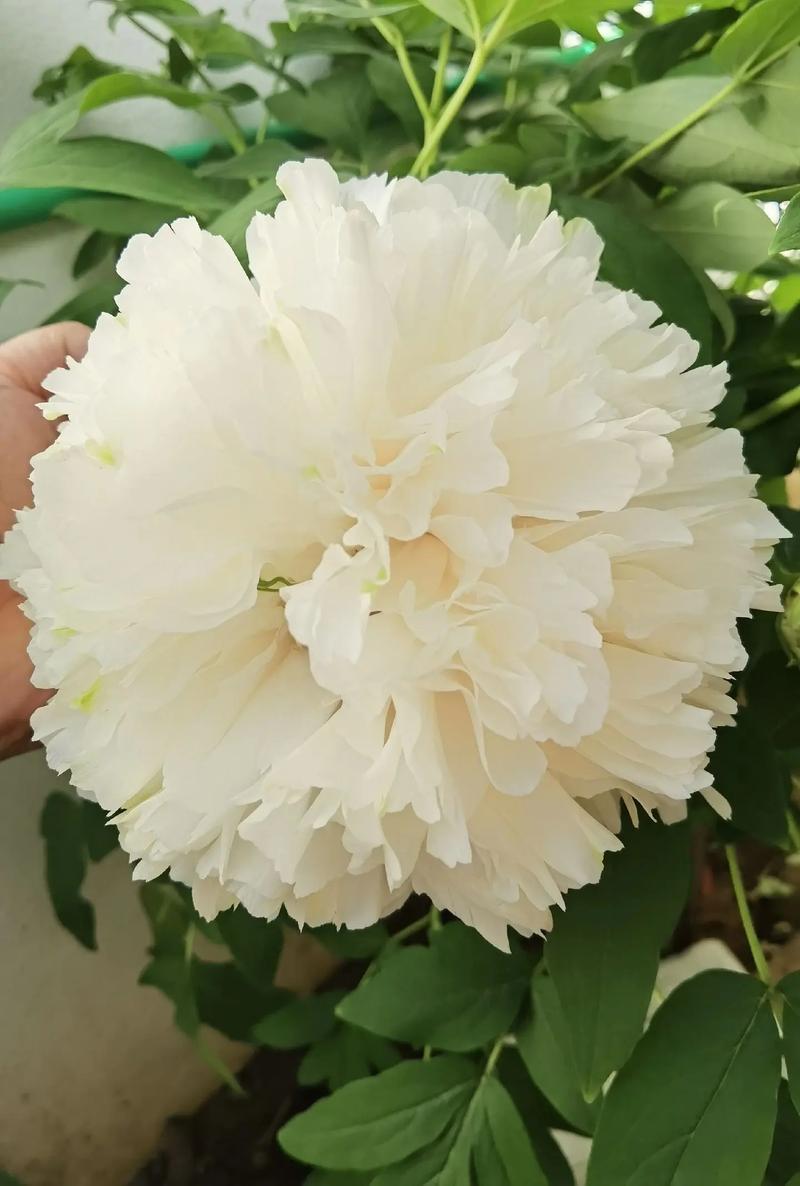 牡丹花可以盆栽吗，牡丹花苗什么时候栽最合适？-第2张图片-优品飞百科