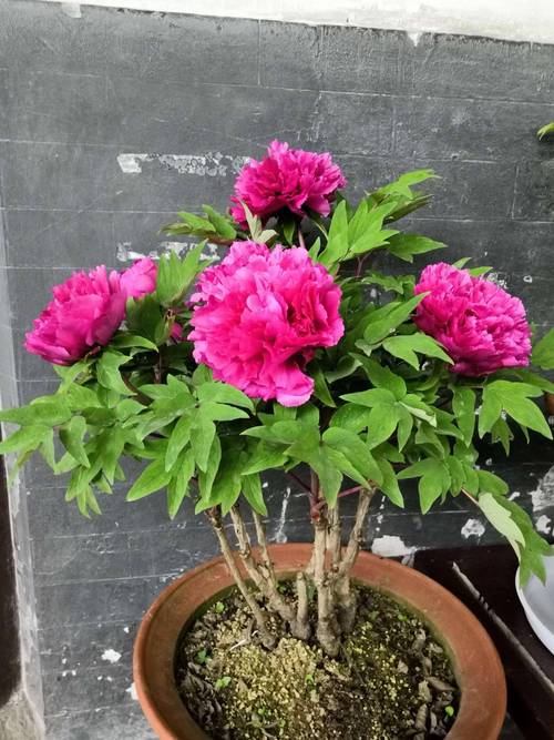 牡丹花可以盆栽吗，牡丹花苗什么时候栽最合适？-第3张图片-优品飞百科