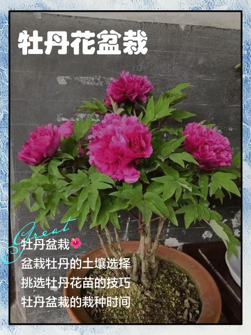 牡丹花可以盆栽吗，牡丹花苗什么时候栽最合适？-第4张图片-优品飞百科
