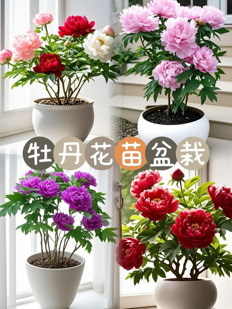 牡丹花可以盆栽吗，牡丹花苗什么时候栽最合适？-第5张图片-优品飞百科