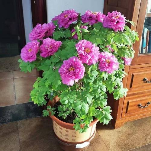 牡丹花可以盆栽吗，牡丹花苗什么时候栽最合适？-第7张图片-优品飞百科