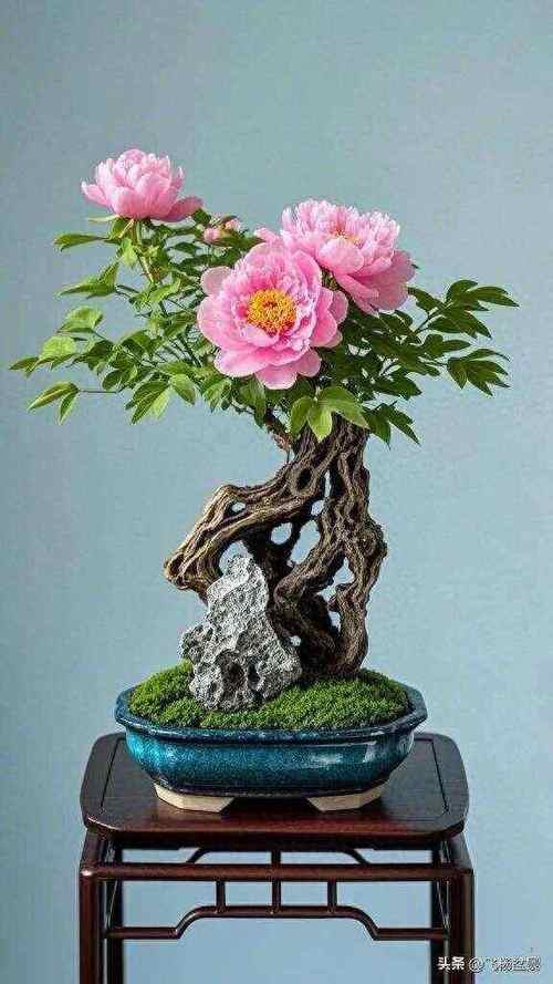 牡丹花可以盆栽吗，牡丹花苗什么时候栽最合适？-第8张图片-优品飞百科