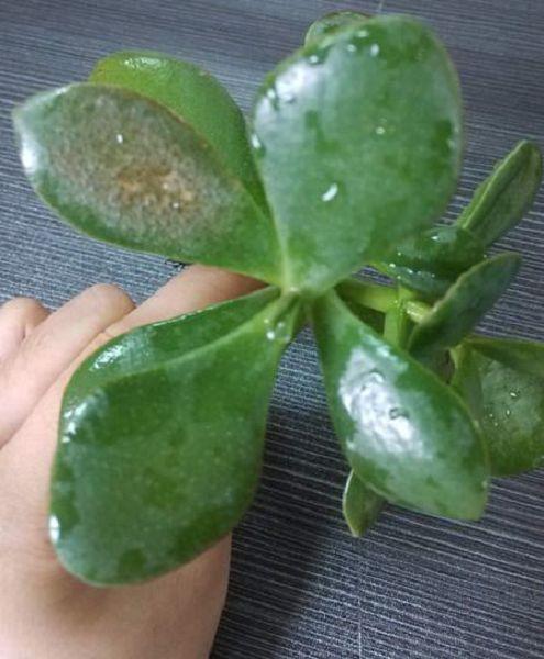 燕子掌常见问题？燕子掌有花吗？