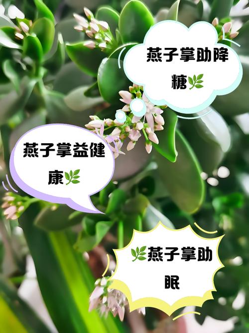 燕子掌常见问题？燕子掌有花吗？-第2张图片-优品飞百科