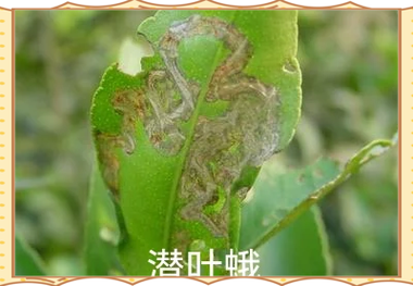 燕子掌常见问题？燕子掌有花吗？-第4张图片-优品飞百科