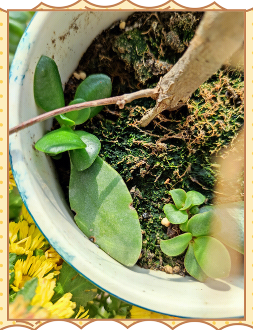 燕子掌常见问题？燕子掌有花吗？-第5张图片-优品飞百科