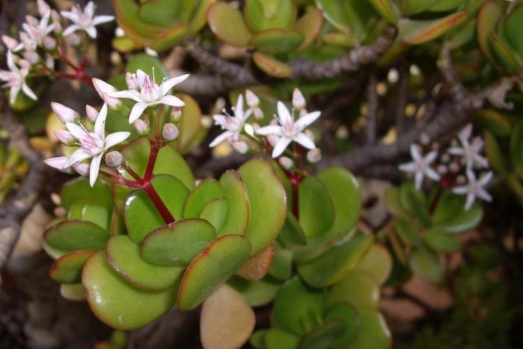 燕子掌常见问题？燕子掌有花吗？-第6张图片-优品飞百科